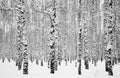 Winter birches black and white Royalty Free Stock Photo