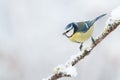Winter bird Royalty Free Stock Photo