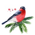 winter bird bullfinch on a branch watercolor on a white isolated background Royalty Free Stock Photo