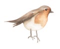 Winter Bird Clipart, Watercolor Robin bird illustration, Animals, card template