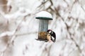 Winter bird feeder with a Great Spotted Woodpecker Royalty Free Stock Photo