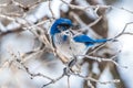 Winter bird photography - blue bird on snow covered bush tree Royalty Free Stock Photo