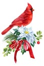 winter bird red cardinal on a branch watercolor on a white isolated background, holiday card Royalty Free Stock Photo