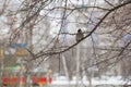 winter bird on a tree in the city.