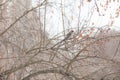 a winter bird on a tree of valleys