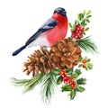 Winter bird watercolor isolated white background. Hand painted illustration. Bullfinch, pine cone, holly and fir branch Royalty Free Stock Photo