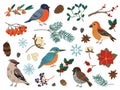 Winter birds and botanical elements. Forest and city feathered characters. Spruce twigs. Seeds or berries. Sparrow and