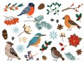 Winter birds and botanical elements. Forest and city feathered characters. Spruce twigs. Seeds or berries. Sparrow and bullfinch