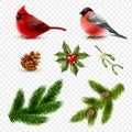 Winter Birds Fir Branches Set Royalty Free Stock Photo