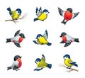 Winter Birds Illustration Royalty Free Stock Photo