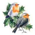 winter birds robin on a branch watercolor on a white isolated background Royalty Free Stock Photo