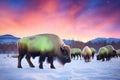 winter bison herd with the colorful aurora above