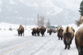 winter bison traffic jam at yellowstone national park Royalty Free Stock Photo