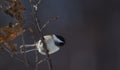 Winter black-capped chickadee ready to take flight Royalty Free Stock Photo