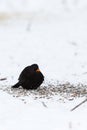 Winter with a Blackbird who sits in the snow Royalty Free Stock Photo