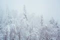 Winter blizzard in the driving north empty road landscape with white trees and snow with fog in the background. Road Royalty Free Stock Photo