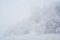 Winter blizzard in the driving north empty road landscape with white trees and snow with fog in the background. Road Royalty Free Stock Photo