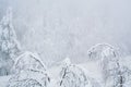 Winter blizzard in the driving north empty road landscape with white trees and snow with fog in the background. Road Royalty Free Stock Photo