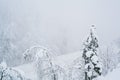 Winter blizzard in the driving north empty road landscape with white trees and snow with fog in the background. Road Royalty Free Stock Photo