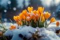 Winter bloom Crocuses emerge, piercing the cloak of winter