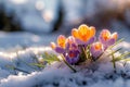 Winter bloom Crocuses emerge, piercing the cloak of winter