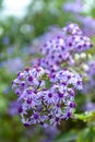 Winter blooming flower of Pericallis webbii