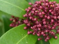 Closeup Detail of a Winter Blooming Rhododendron with Pink Buds and Flowers