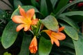 Winter-blooming yellow flowers indoor plant Amaryllis