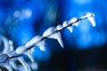 Winter blue frozen twig background Royalty Free Stock Photo