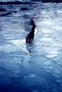 Winter blue ice, frozen river