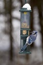Winter Blue Jay at Peanut Feeder - Cyanocitta Cristata