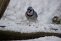 Winter Blue Jay Royalty Free Stock Photo