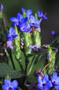 Winter Blue Sage Flower