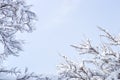 Winter blue sky background with tree branches in snow. Place for text Royalty Free Stock Photo