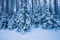 Winter blue snow covered forest