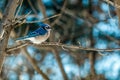 Winter Bluejay