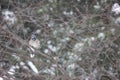 Winter bluejay in the snow Royalty Free Stock Photo