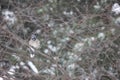 Winter bluejay in the snow