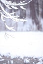 Winter blurred  background, with space for text. Tree branches covered with snow against the background of a blurry  forest Royalty Free Stock Photo