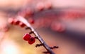 Winter bokeh