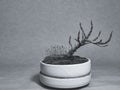 Winter Bonsai in a pottery