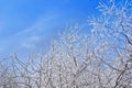 Winter branch background Royalty Free Stock Photo