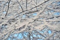 Winter branch with frost background