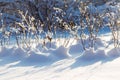 Winter branch with snow