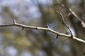 Winter branch of young buds over daylight blurred background