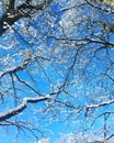 Winter branches bluesky wint