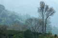 Bare branches in winter