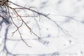 Winter branches and shadow on snow. Winter background. Snow background. Royalty Free Stock Photo