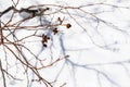 Winter branches and shadow on snow. Winter background. Royalty Free Stock Photo