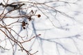 Winter branches and shadow on snow. Winter background Royalty Free Stock Photo